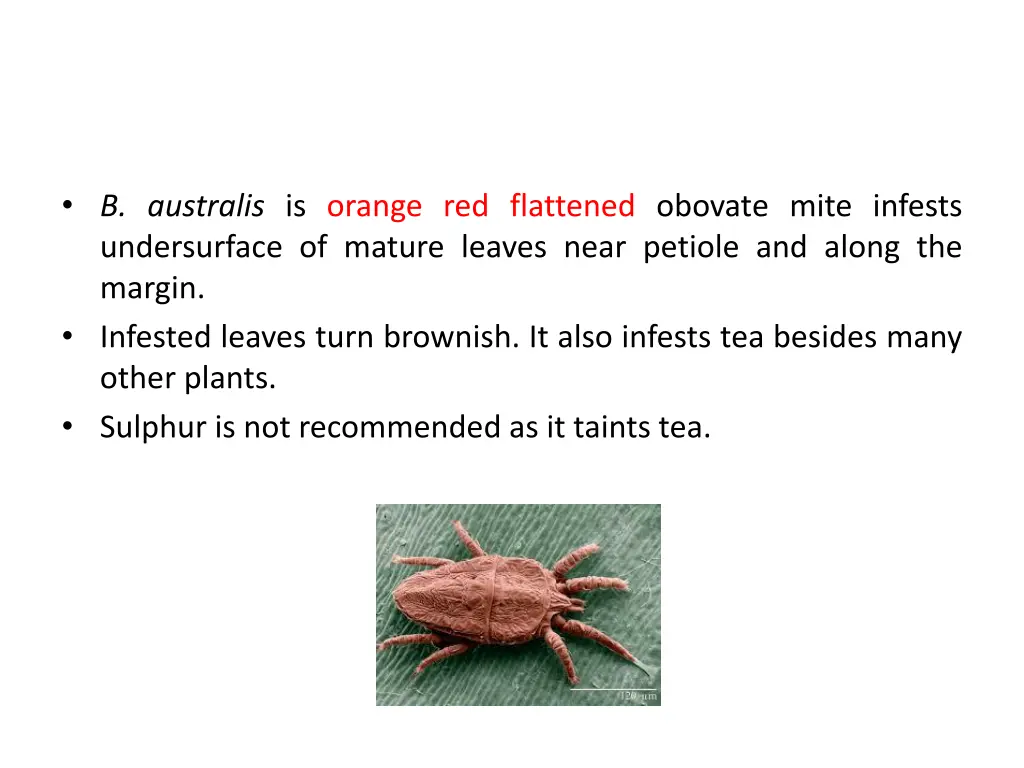 b australis is orange red flattened obovate mite