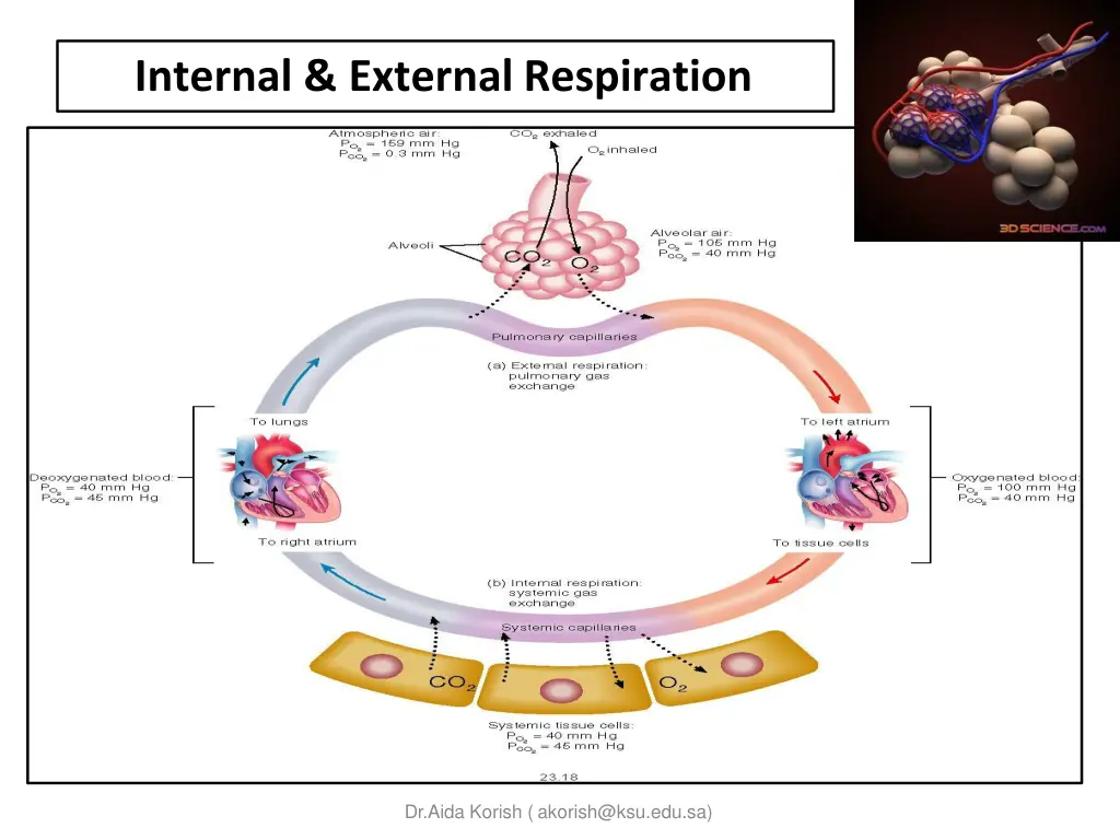 internal external respiration