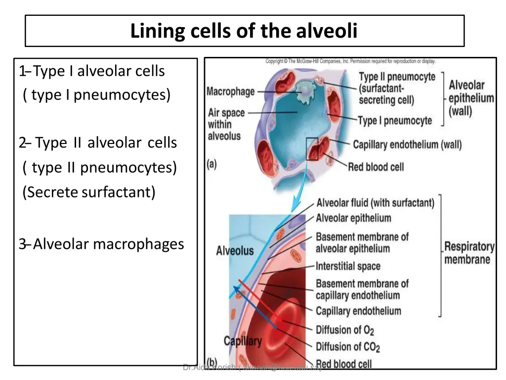 lining cells of thealveoli