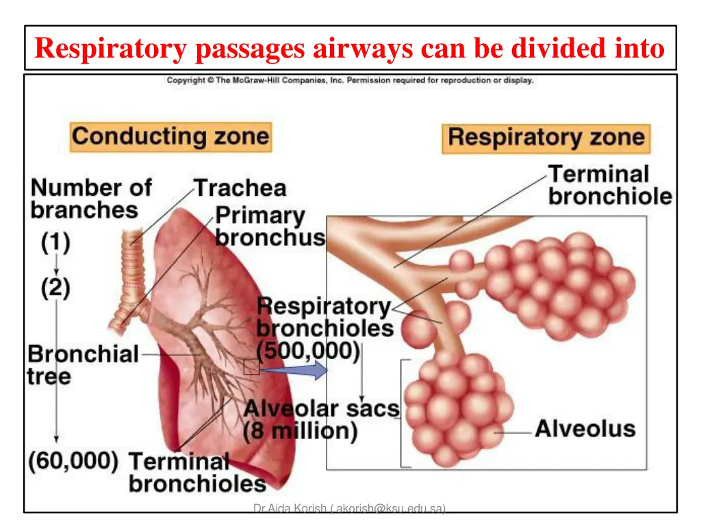 respiratory passages airways can be divided into