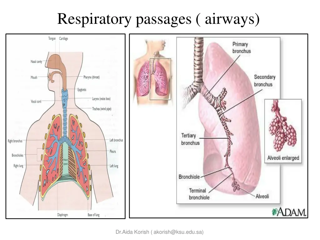 respiratory passages airways