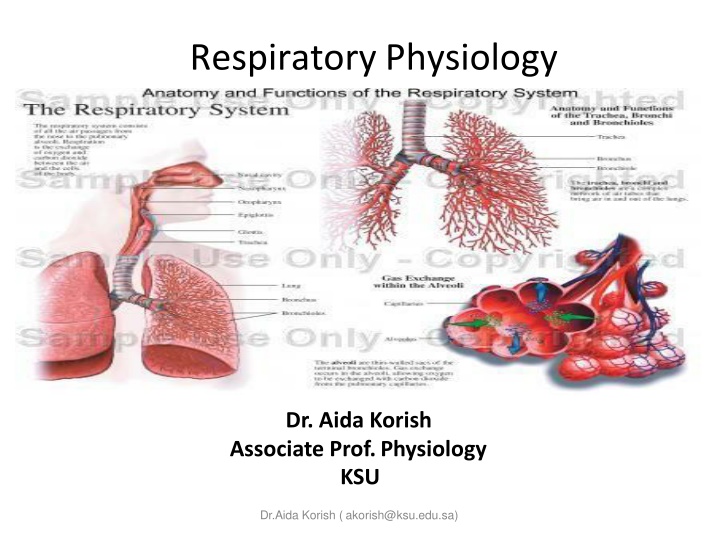 respiratory physiology