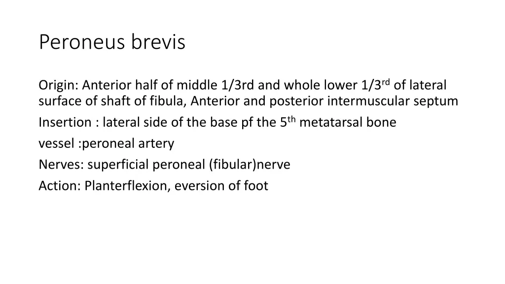 peroneus brevis 1