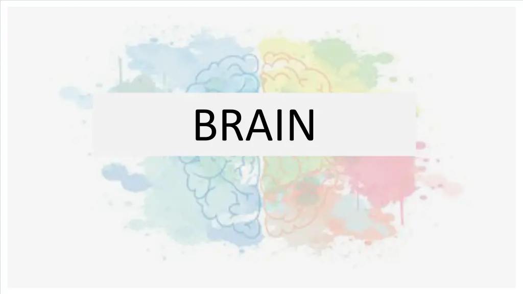 brain