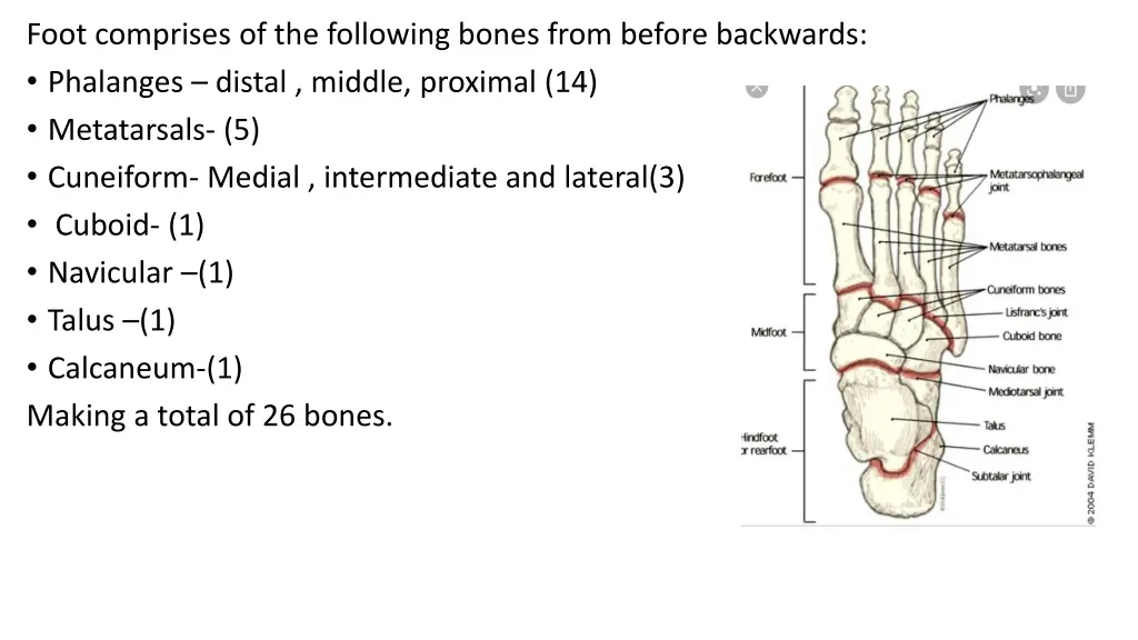 foot comprises of the following bones from before