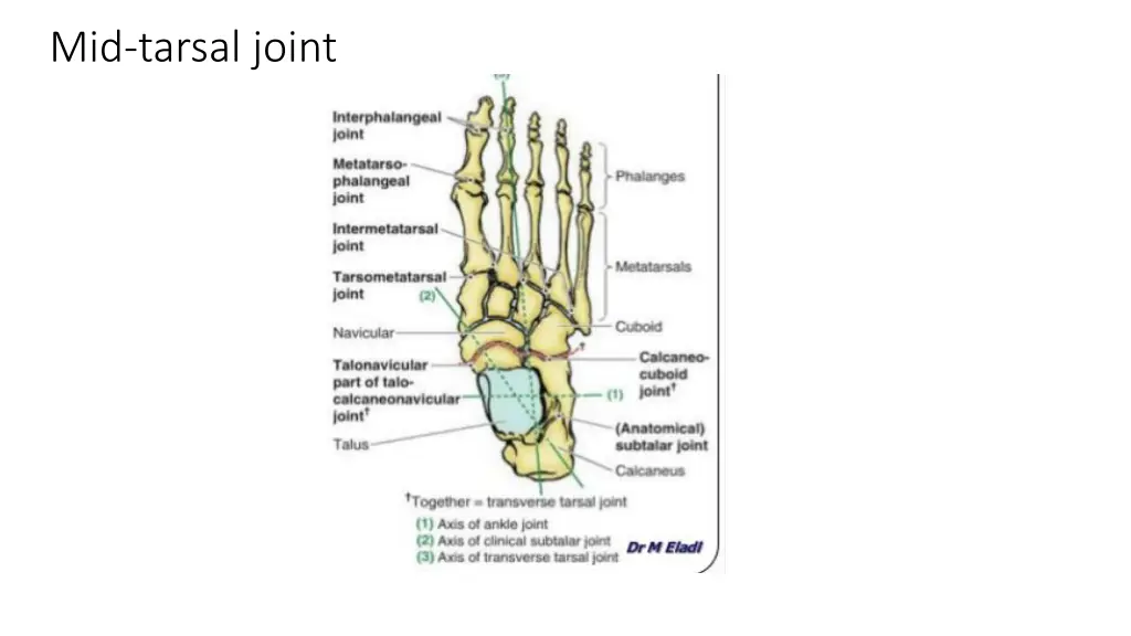 mid tarsal joint