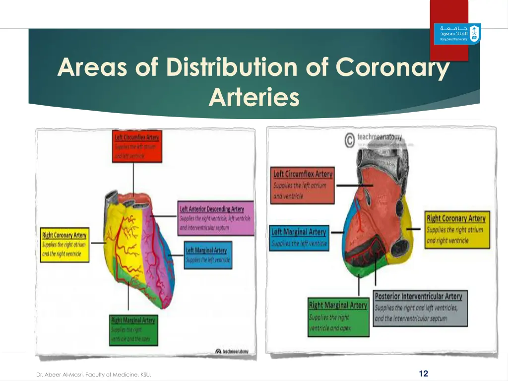 areas of distribution of coronary arteries