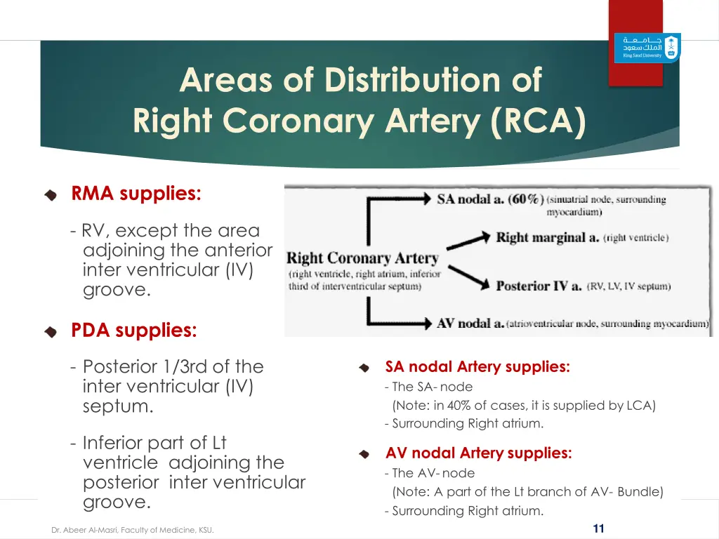 areas of distribution of right coronary artery rca