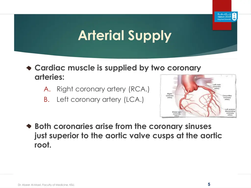 arterial supply