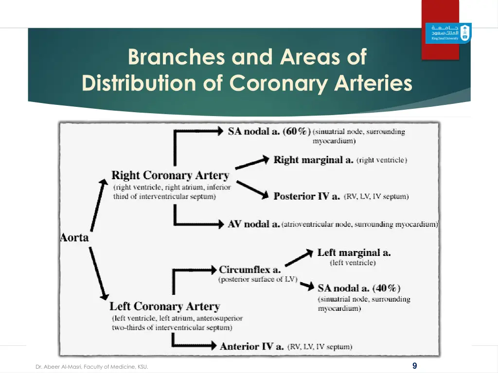 branches and areas of distribution of coronary