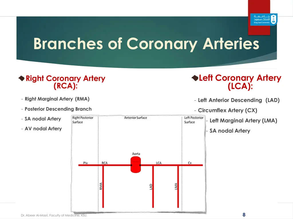 branches of coronary arteries