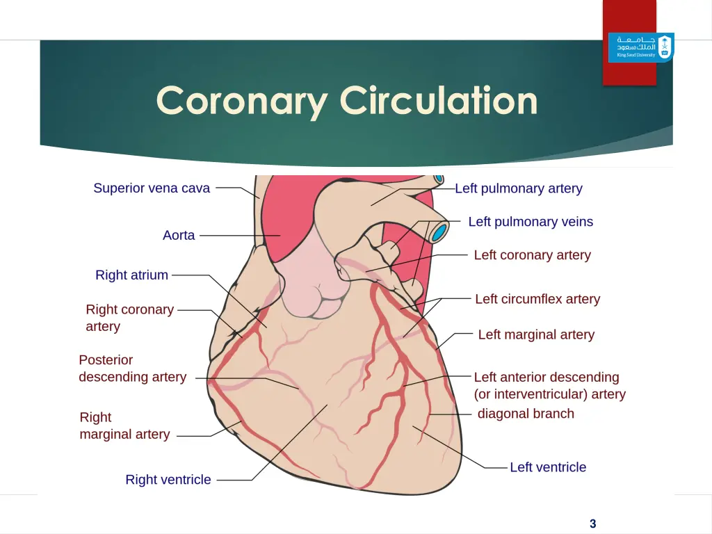 coronary circulation