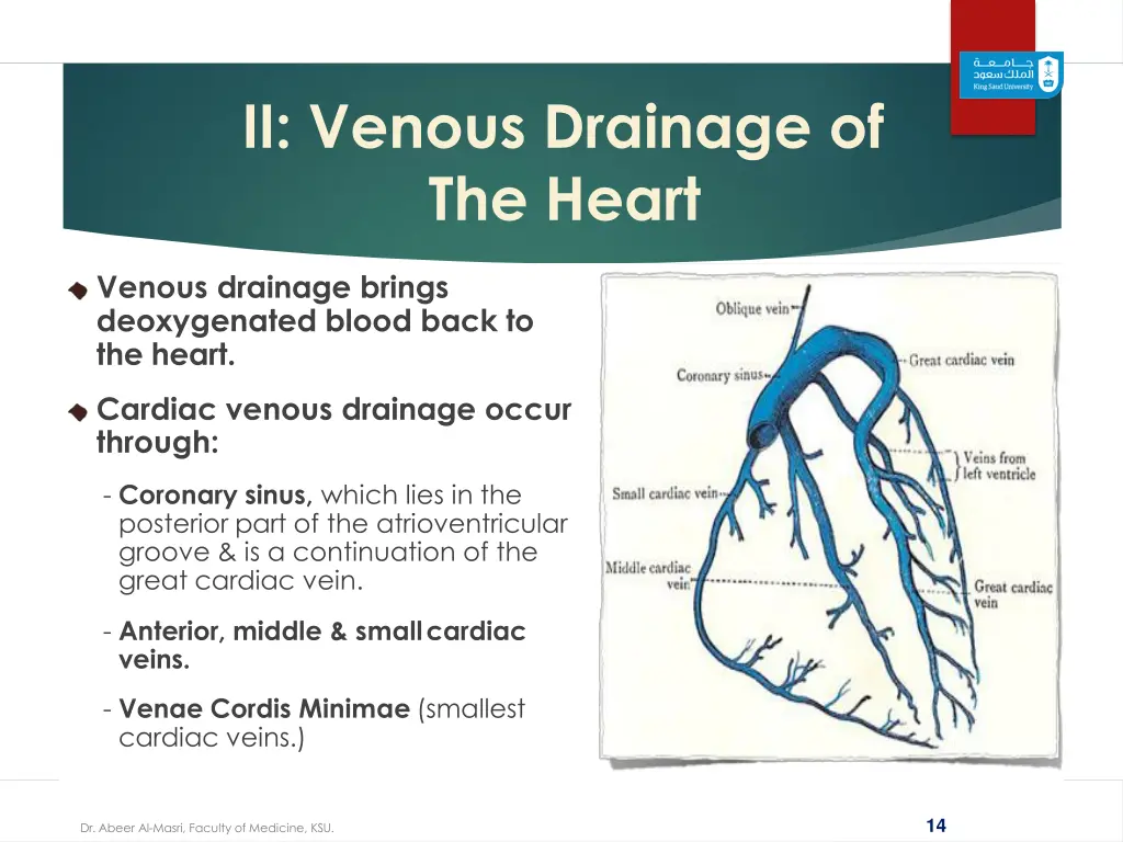 ii venous drainage of the heart