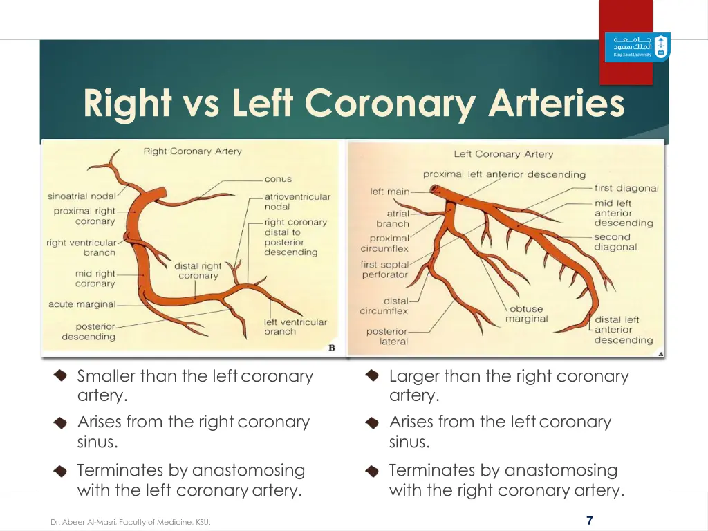 right vs left coronary arteries