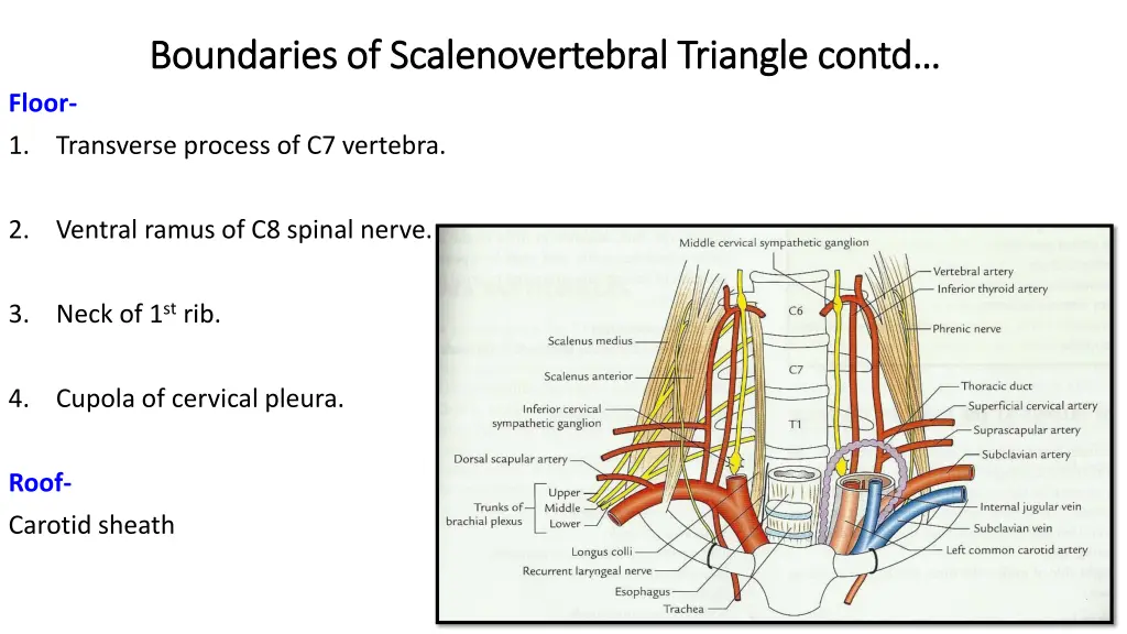 boundaries of boundaries of scalenovertebral