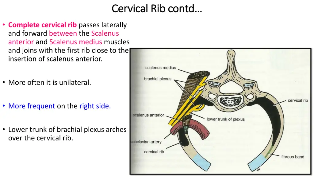 cervical rib cervical rib contd