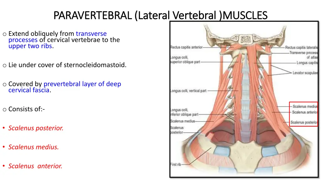 paravertebral lateral vertebral muscles