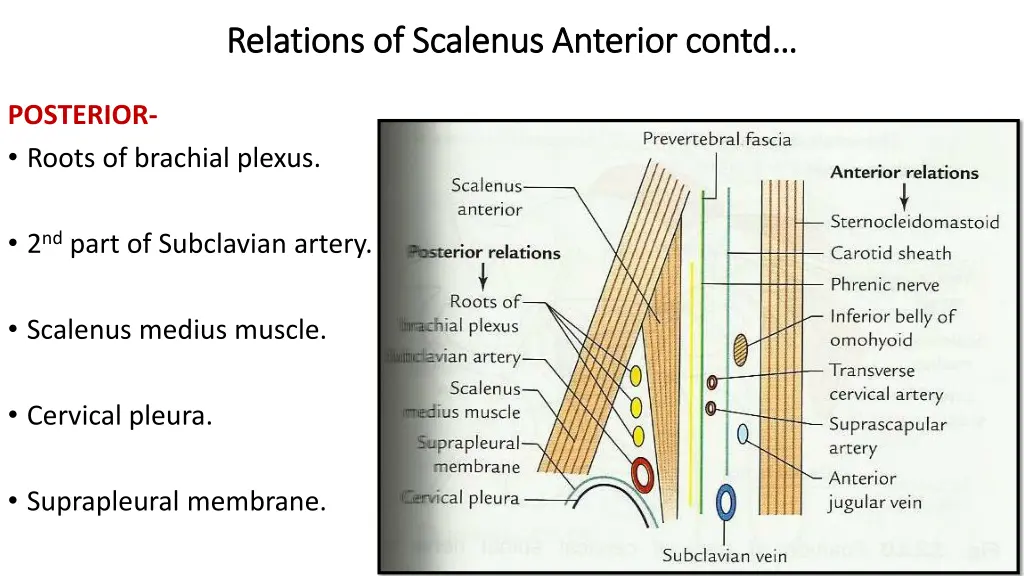 relations of relations of scalenus 1