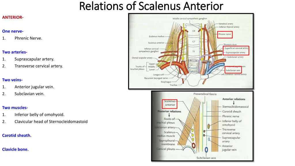 relations of relations of scalenus