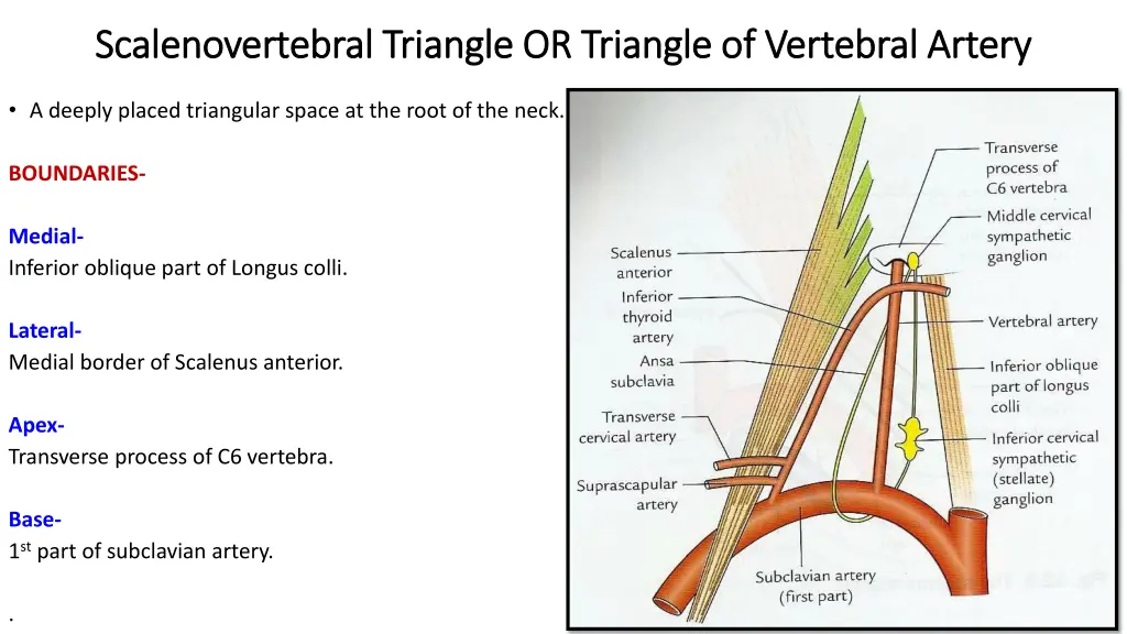 scalenovertebral scalenovertebral triangle