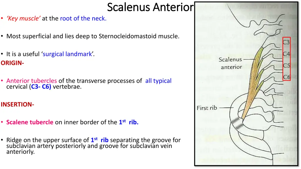 scalenus scalenus anterior