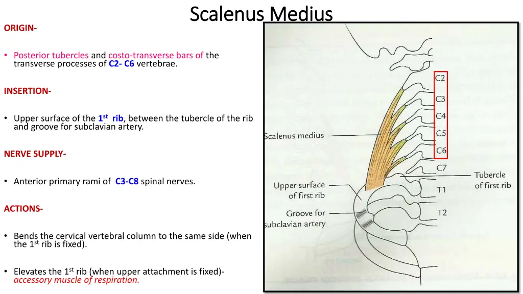 scalenus scalenus medius