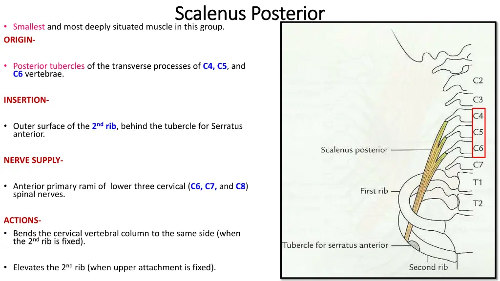 scalenus scalenus posterior