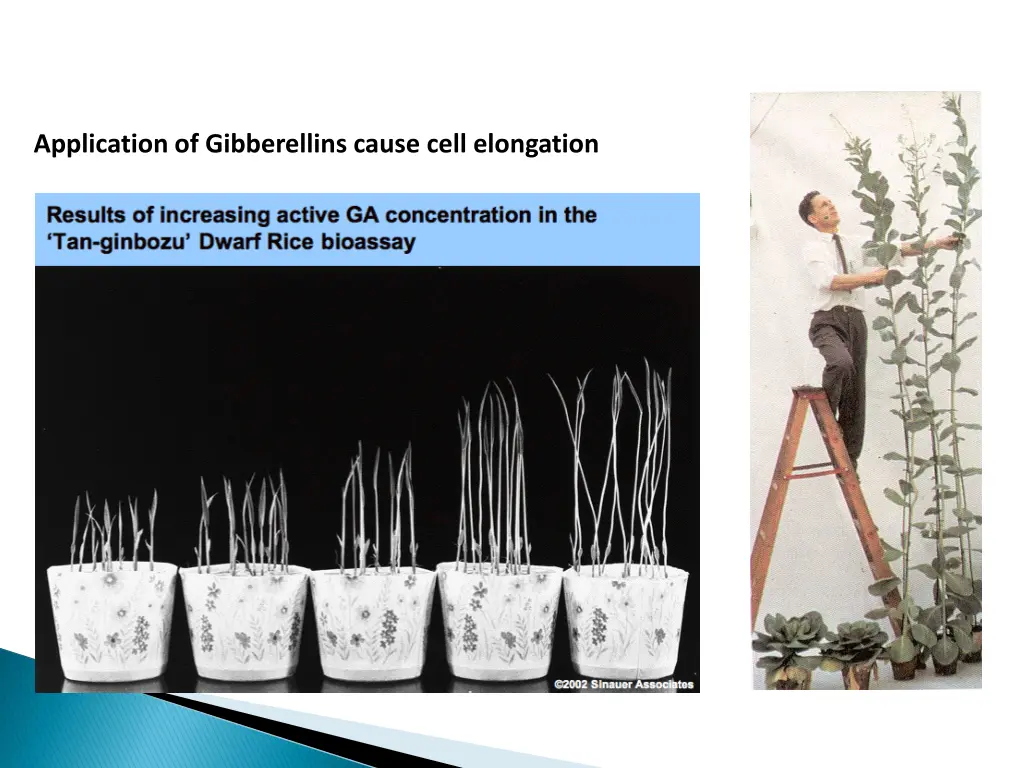 application of gibberellins cause cell elongation