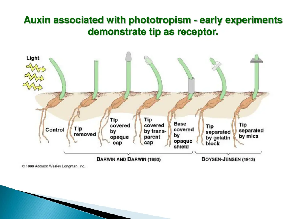 auxin associated with phototropism early