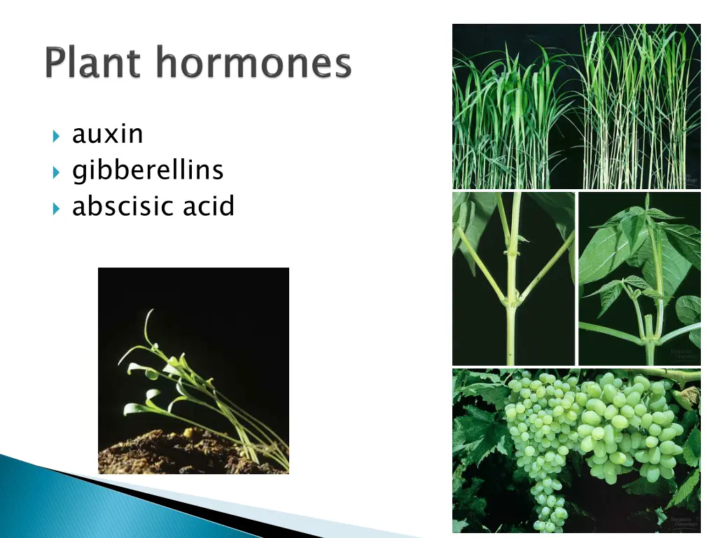 auxin gibberellins abscisic acid