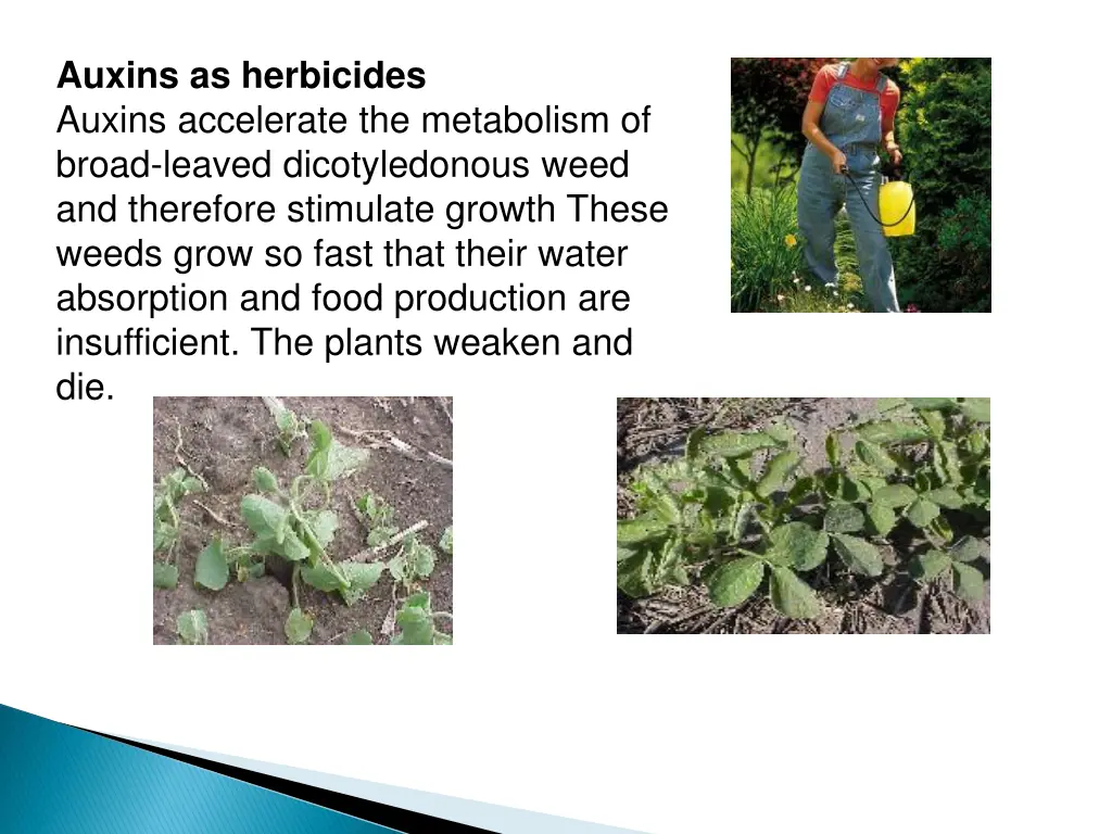 auxins as herbicides auxins accelerate