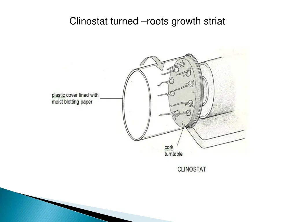 clinostat turned roots growth striat