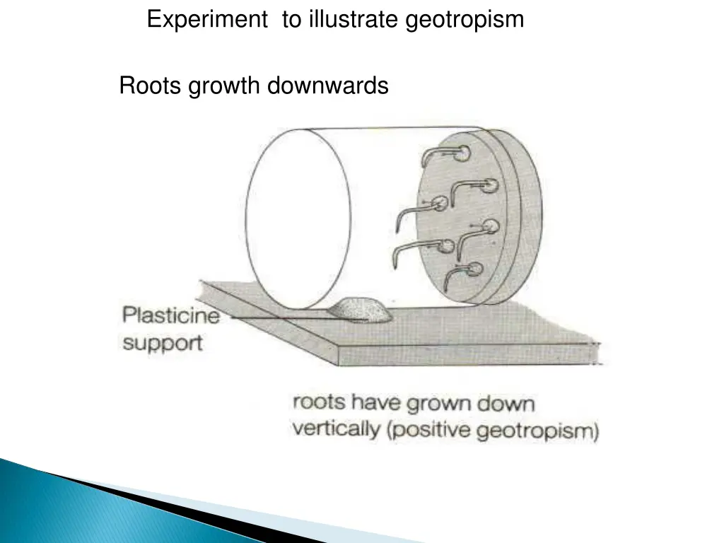 experiment to illustrate geotropism