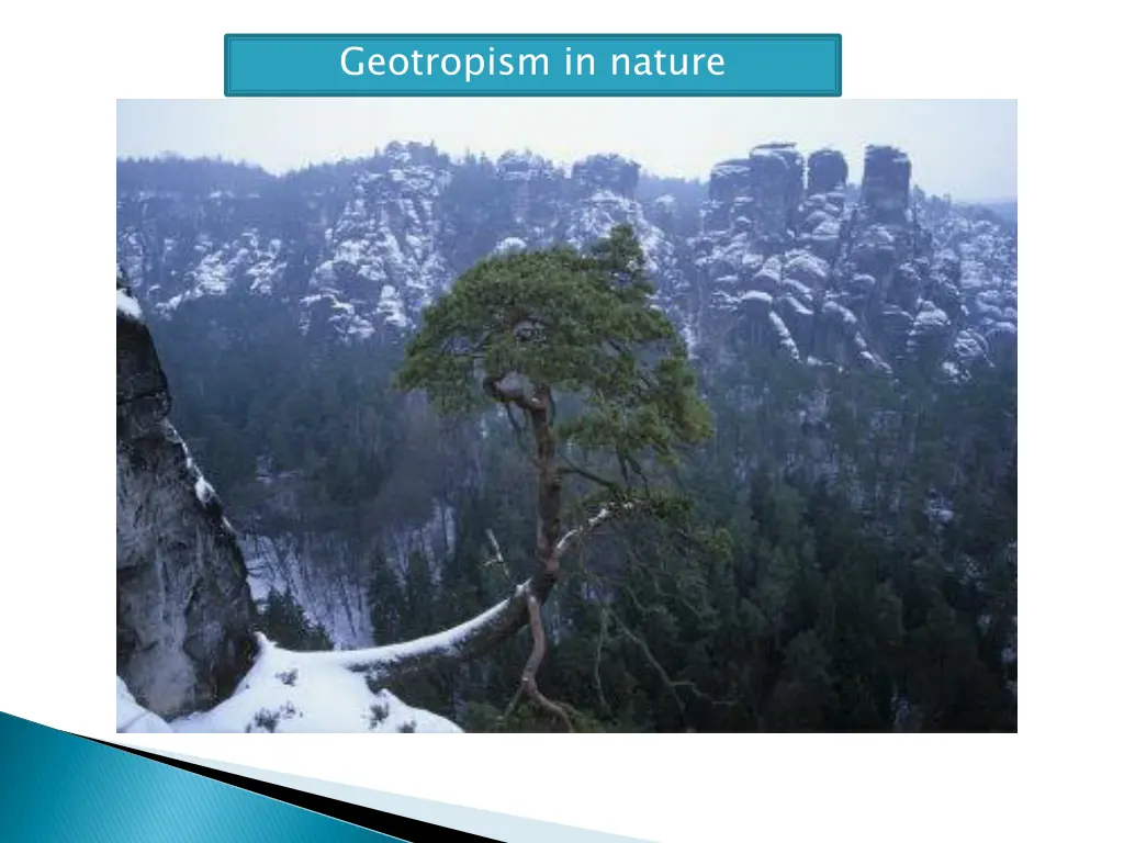 geotropism in nature