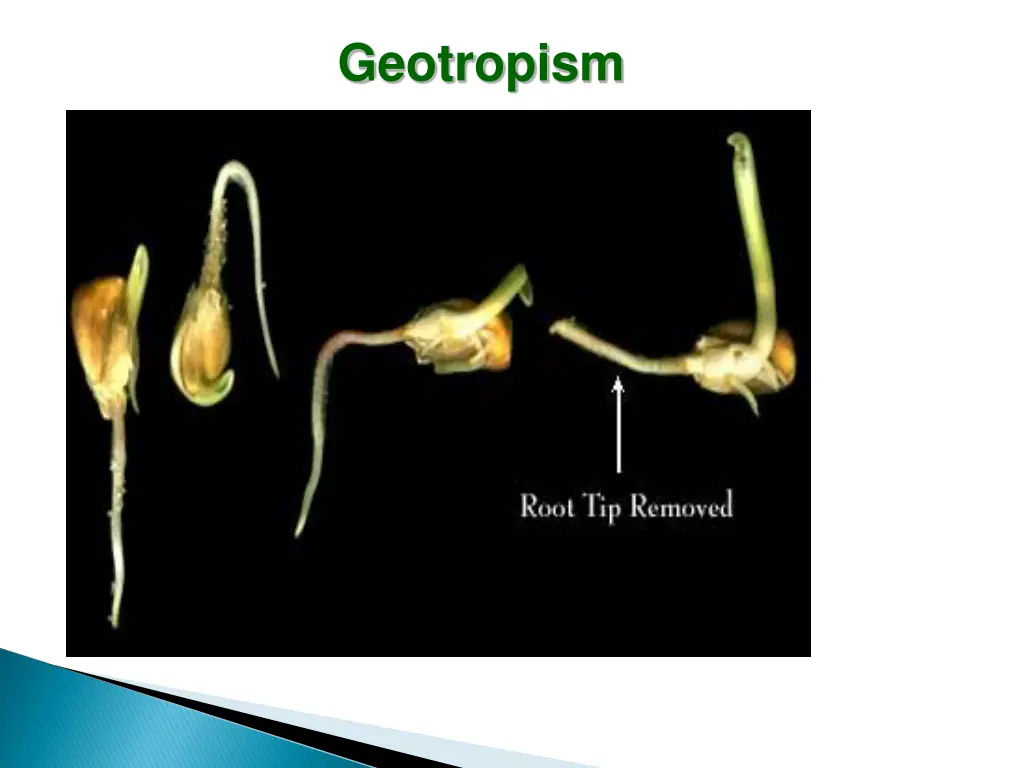 geotropism