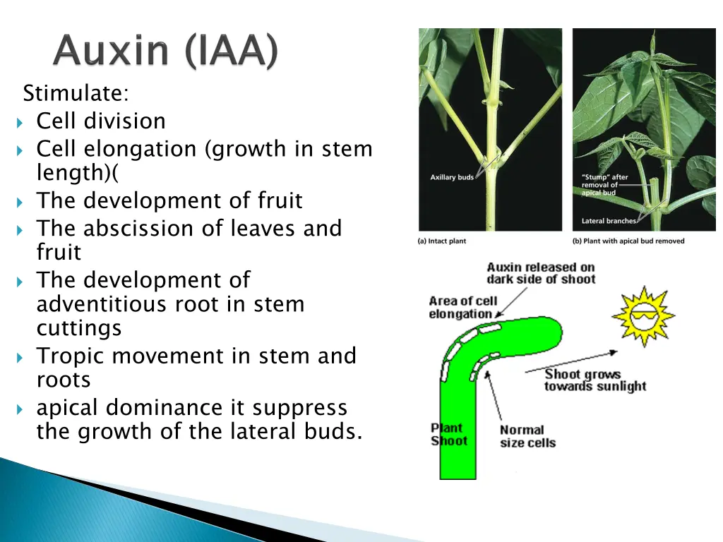 stimulate cell division cell elongation growth