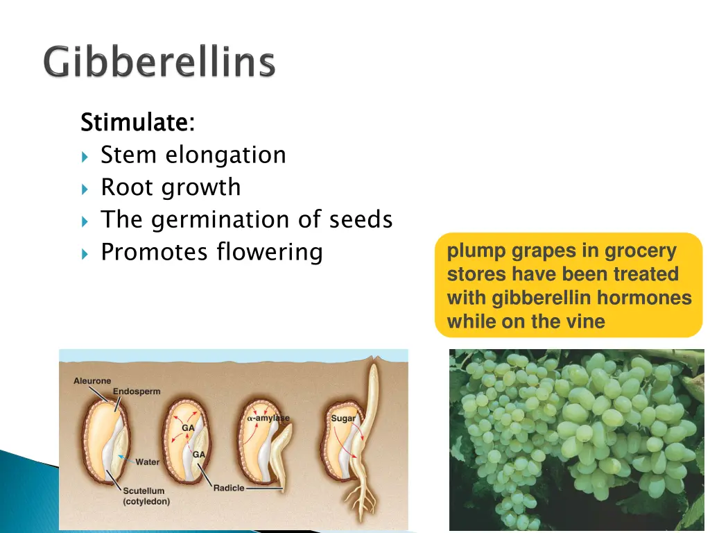 stimulate stem elongation root growth