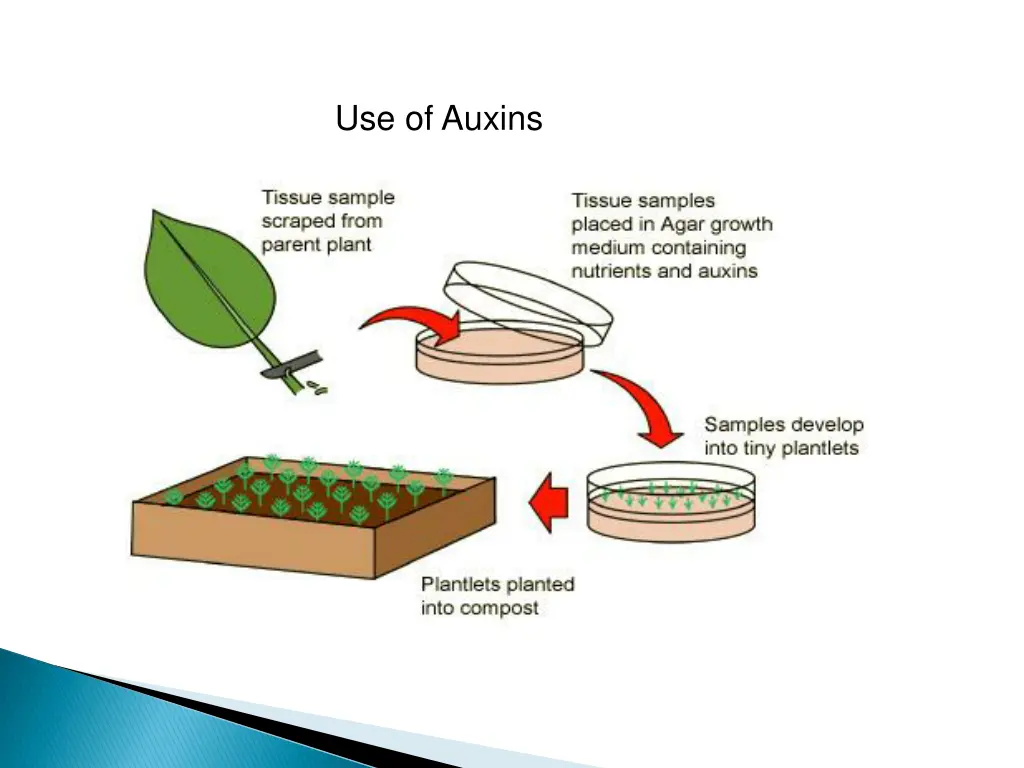 use of auxins