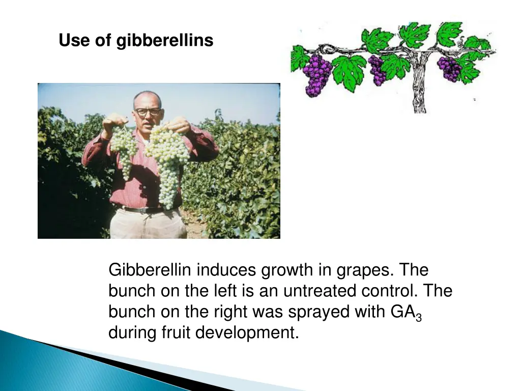 use of gibberellins