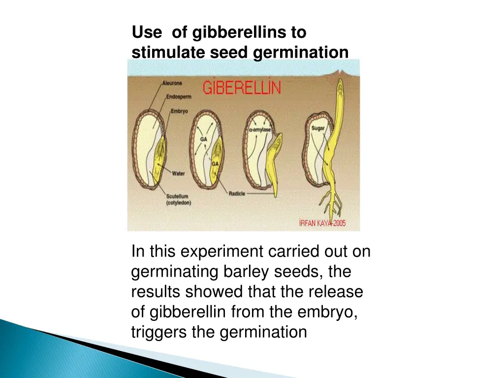 use of gibberellins to