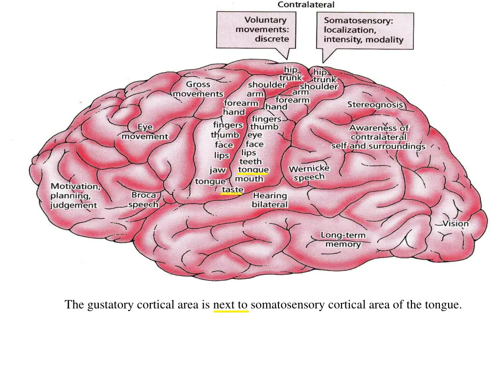 the gustatory cortical area is next