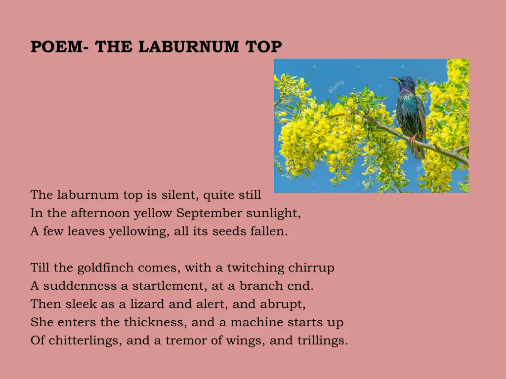 poem the laburnum top