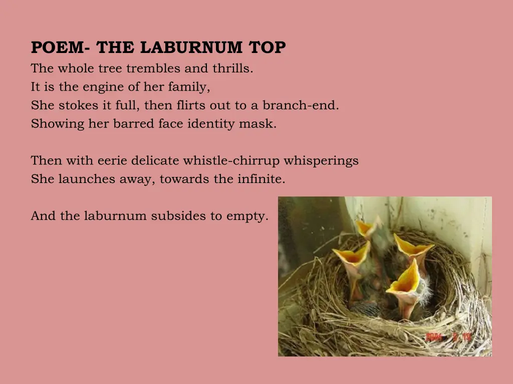 poem the laburnum top the whole tree trembles