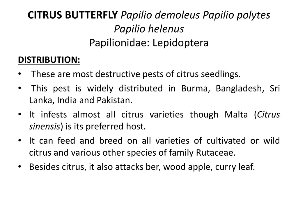 citrus butterfly papilio demoleus papilio polytes