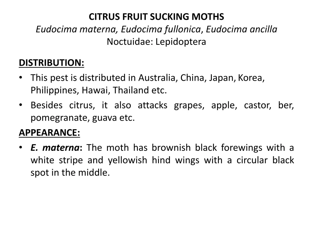 citrus fruit sucking moths eudocima materna