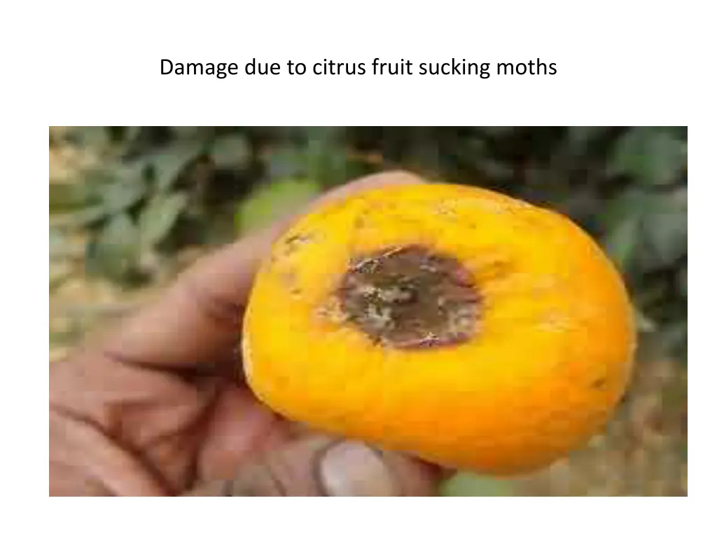 damage due to citrus fruit sucking moths