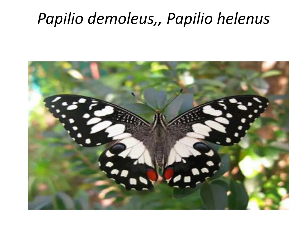 papilio demoleus papilio helenus