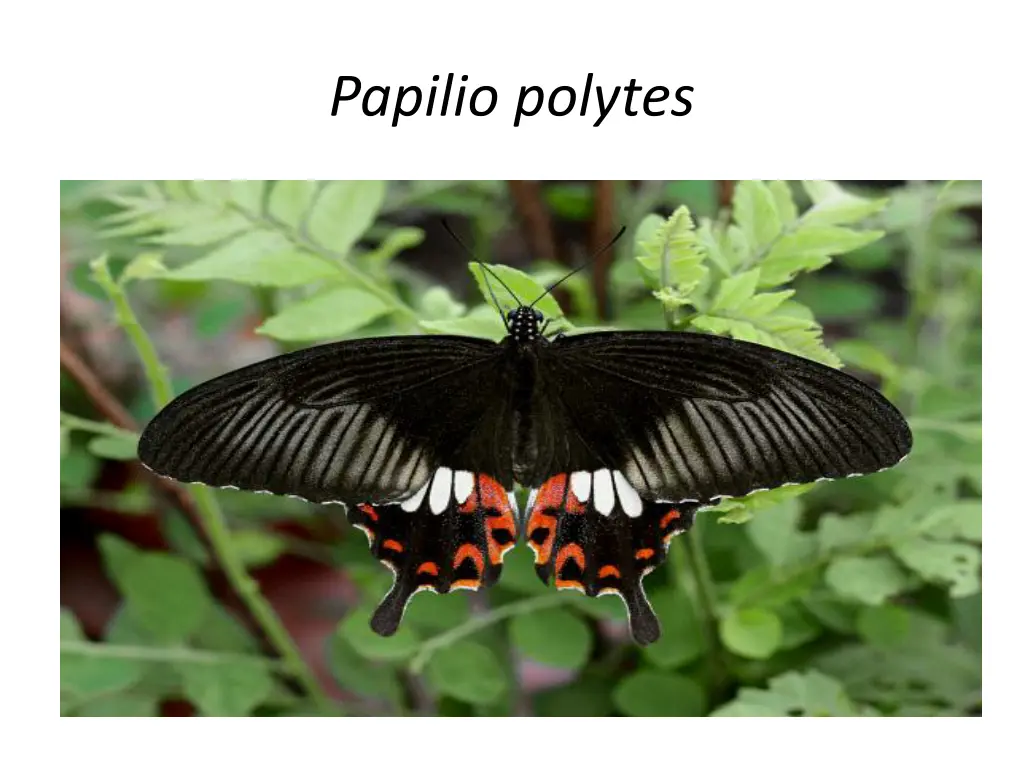 papilio polytes