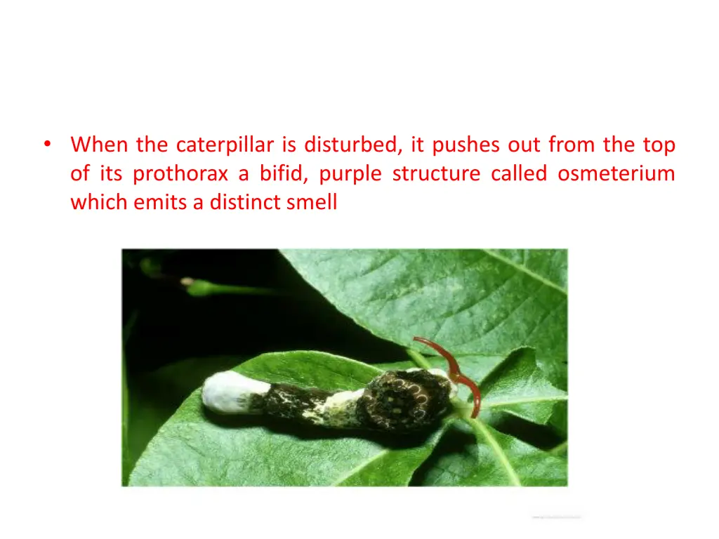 when the caterpillar is disturbed it pushes