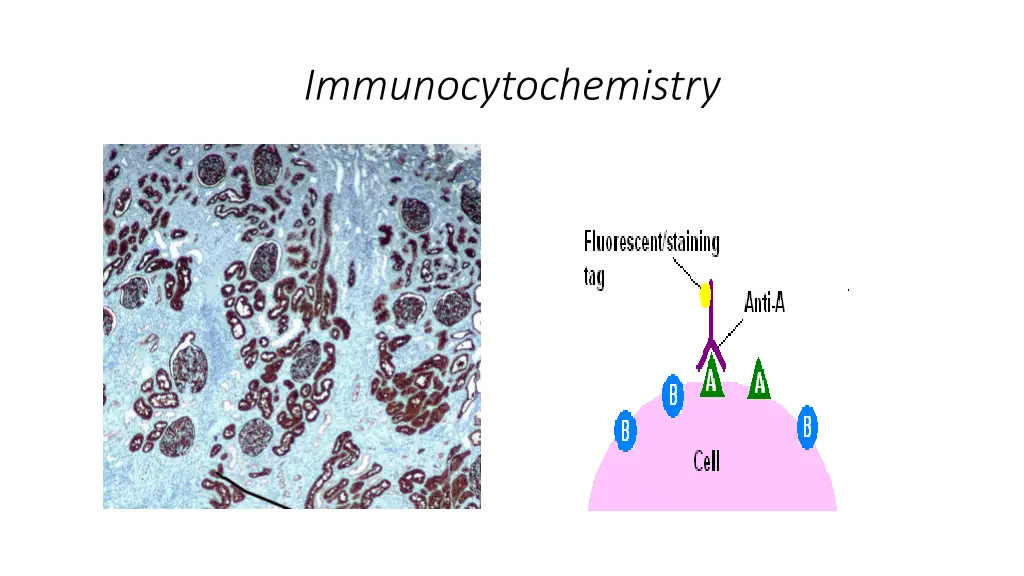 immunocytochemistry